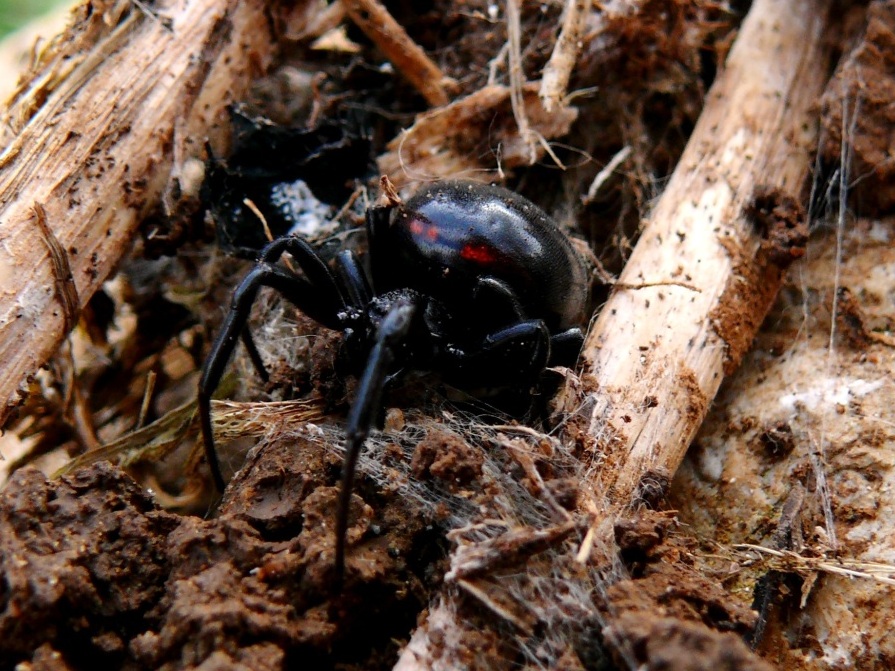 Latrodectus tredecimguttatus? No. S. paykulliana - Sassari